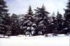 Cdraie route d'Ifrane-Boulmane (photo RL)